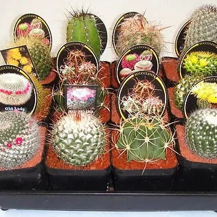 Cacti