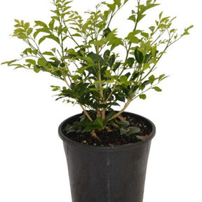Murraya Paniculata 200mL Pot