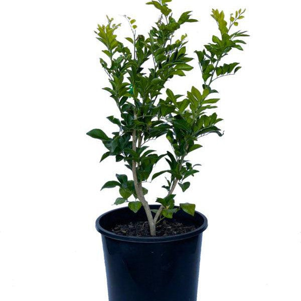 Murraya Paniculata 200mL Pot