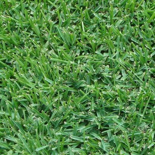 Palmetto Buffalo Turf M²