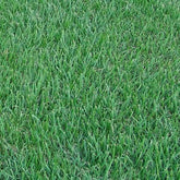 Zoysia Australis Turf M²