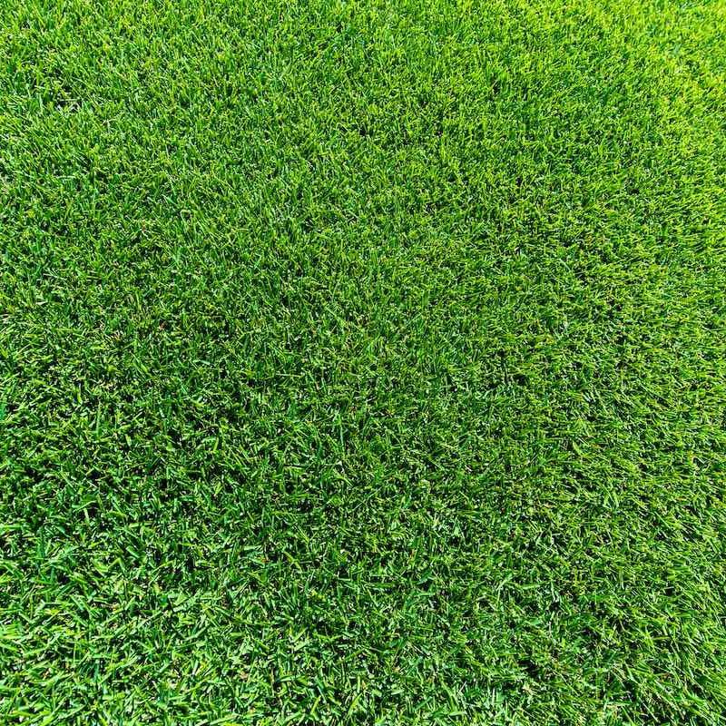 Sir Grange Zoysia Turf m2